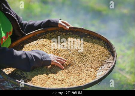 Close-up of a female farmer shaking a tray with freshly picked rice, Thailand Stock Photo