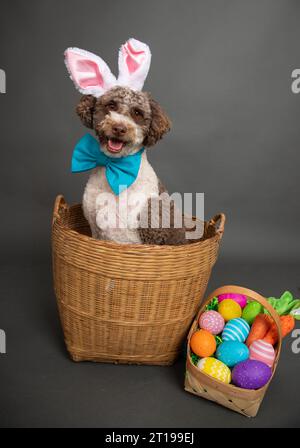 Miniature Bernedoodle dog dressed as an Easter bunny siting in a basket next to painted Easter eggs Stock Photo