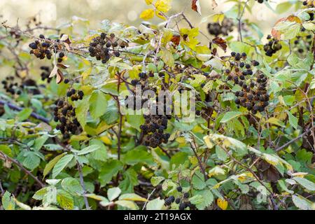 Wild Blackberries, Rubus fruticosus, Spain. Stock Photo