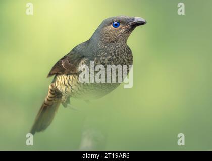Wild female satin bowerbird (Ptilonorhynchus violaceus) perched on a  branch, Australia Stock Photo