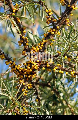 Sea Buckthorn (Hippophae rhamnoides) fruiting tree  Eccles-on-Sea, Norfolk, UK.    October Stock Photo