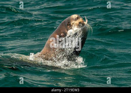A sea lion hunting fish in baja california Stock Photo