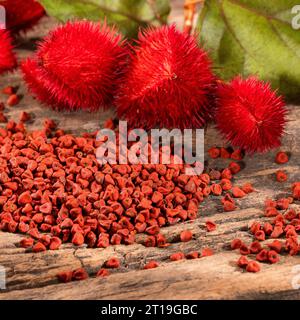 Bixa orellana - Natural red pigment from achiote seeds Stock Photo