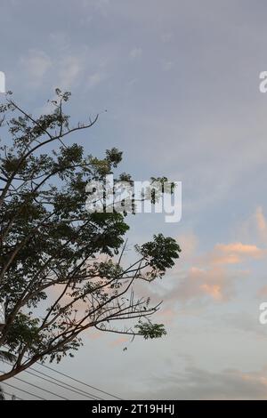 tree branch silhouette against the background of the afternoon sky Stock Photo