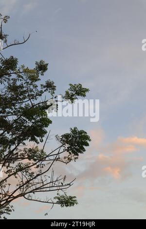 tree branch silhouette against the background of the afternoon sky Stock Photo