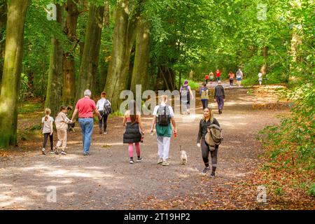 People walking in the Autumn time in Delamere forest Cheshire England UK Stock Photo