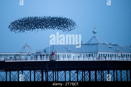Thousands of starlings return from across the Sussex countryside, to roost on Brighton piers. The spectacular murmurations can be viewed anywhere along the seafront between the piers at dusk in the autumn and winter months. The sight of thousands of starlings swooping overhead in perfect formation is one of the UK's most incredible wildlife phenomena. Stock Photo