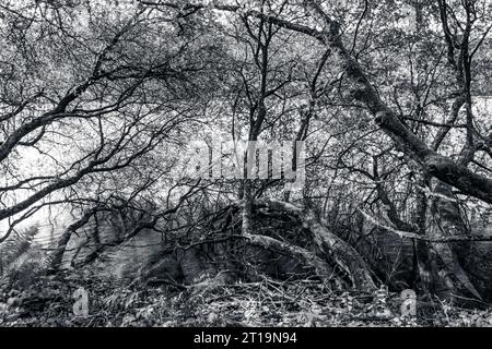 Moody Black and White Woodland with Deep Shadows Stock Photo