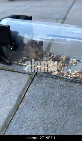 Mouse alive in a mousetrap Stock Photo