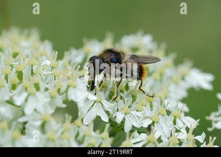 Natural closeup on the Bumblebee Blacklet, Cheilosia illustrata feeding on a white Hogweed, Heracleum sphondylium Stock Photo