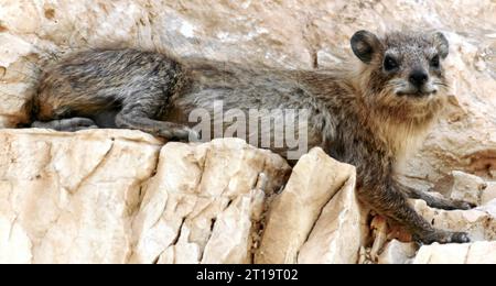 Rock hyrax basking on a cliff. Judean Desert, Israel. Stock Photo