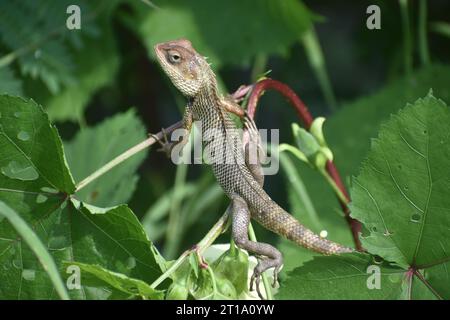 lizard on branch, lizard sunbathing on branch, green lizard climb on wood Stock Photo