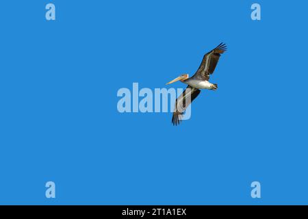 One Brown Pelican bird with wingspread and soaring in a clear blue sky Stock Photo