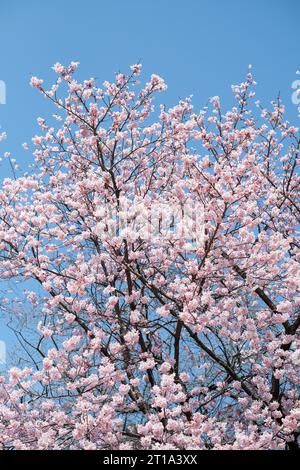 Cherry blossom in Tokyo, Japan Stock Photo