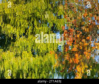 Reflections of trees and autumn colors of green and orange on a pond at Centre Island in Toronto, Ontario Stock Photo