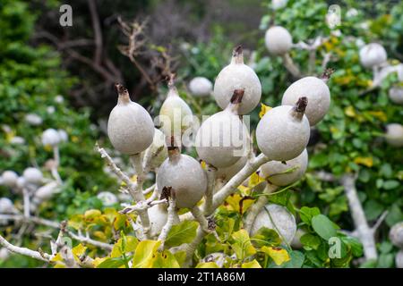wild gardenia thunbergia, plant fruits, africa, in nature they are eaten by elephants, buffalo, kudu, Fruits are hard and fibrous. Stock Photo