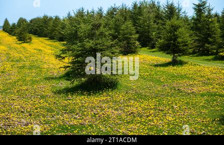 Green evergreen pine trees and thousands of yellow dandelion flowers in bloom on the ground. Stock Photo
