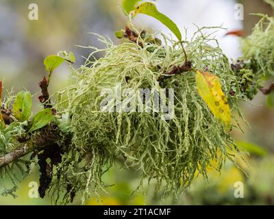 Narrow yellow green branches and oval soralia of the UK fructicose lichen Ramalina farinacea on a branch of Malus 'Comtessa de Paris' Stock Photo
