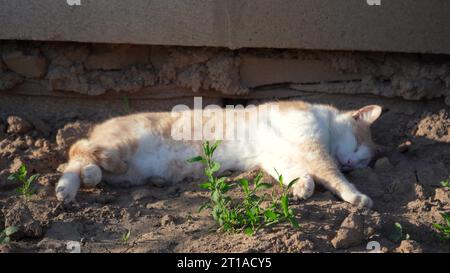 A beautiful yard cat sleeps on the ground in the western sunlight. Rest of pets Stock Photo