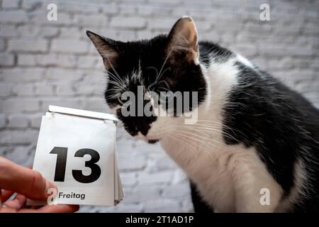 Augsburg, Bavaria, Germany. 12th Oct, 2023. Black cat with a calendar with date Friday the 13th unlucky Friday the thirteenth PHOTOMONTAGE *** Schwarze Katze mit einem Kalender mit Datum Freitag der 13. Unglückstag Freitag der Dreizehnte FOTOMONTAGE Credit: Imago/Alamy Live News Stock Photo