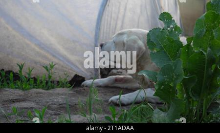 Fawn Labrador retriever in the garden on a background of green leaves. The dog is resting in nature Stock Photo