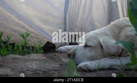 Fawn Labrador retriever in the garden on a background of green leaves. The dog is resting in nature Stock Photo