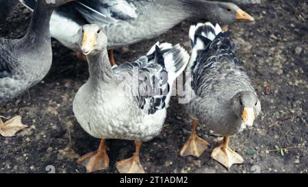 Geese walk along the village fence. A family of gray geese eats on a cloudy day. Close-up of geese feeding in the village Stock Photo