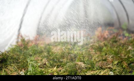 Spraying coniferous bushes of green plants in the greenhouse with herbicides, pesticides or insecticides. Irrigation with fertilizers, chemicals. Crop Stock Photo