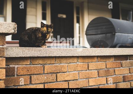 A small black, yellow, and orange domestic short haired cat sits on top of an old orange brick wall on a rural front porch. Feelings of Halloween Stock Photo