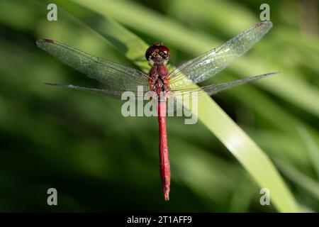 Close-up of a large red dragonfly (Rhodothemis lietincki) sitting on a green blade of grass. The insect is photographed from above. The dragonfly keep Stock Photo