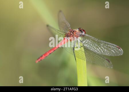 Close-up of a large red dragonfly (Rhodothemis lietincki) sitting on a green blade of grass. The insect is photographed from the side. The background Stock Photo