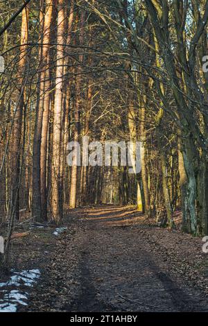 ground road through the empty forest in national park in Poland Stock Photo
