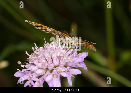 Melitaea athalia Family Nymphalidae Genus Mellicta Heath fritillary butterfly wild nature insect photography, picture, wallpaper Stock Photo