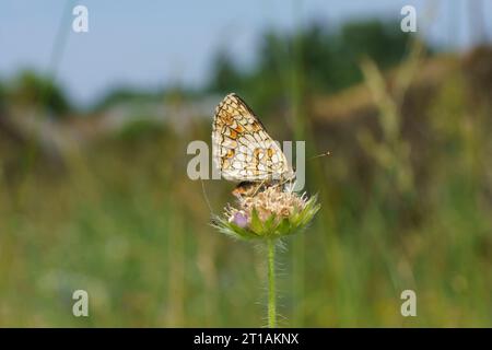 Melitaea athalia Family Nymphalidae Genus Mellicta Heath fritillary butterfly wild nature insect photography, picture, wallpaper Stock Photo