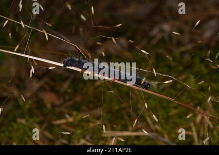 Nymphalis antiopa Family Nymphalidae Genus Nymphalis Camberwell beauty Mourning Cloak butterfly caterpillar wild nature insect photography, picture, w Stock Photo