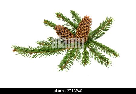 pine branch Stock Photo