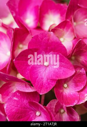 Natural floral background of pink flowers of Hydrangea macrophylla. Selective focus. Stock Photo