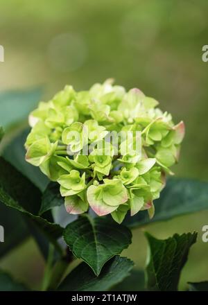Summer flowering green hydrangea flower in the cottage garden at blur background. (Hydrangea macrophylla) Gardening concept. Selective focus. Stock Photo