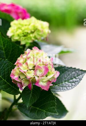 Beautiful pink, green hydrangea flowers (Hydrangea macrophylla) in the cottage garden. Blurred background. Copy space. Stock Photo