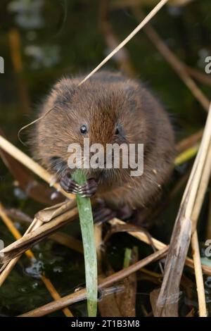 Water vole (Arvicola amphibius) adult feeding on a reed leaf in a reedbed, Suffolk, England, United Kingdom Stock Photo