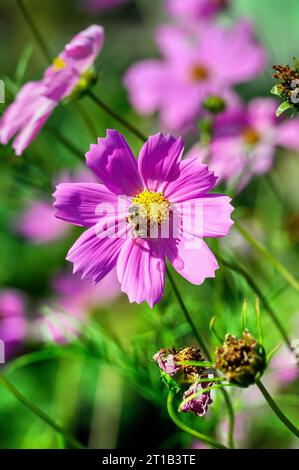 Mexican aster (Cosmos bipinnatus) (Syn.: Cosmea bipinnata), with honey bee (Apis), Swabia, Bavaria, Germany Stock Photo