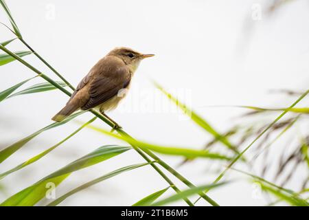 Reed warbler (Acrocephalus scirpaceus) sitting on a reed stalk, Hesse, Germany Stock Photo