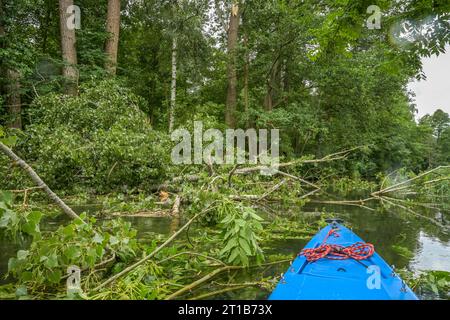 Trees have fallen into a canal after strong winds, Greifenhainer Fliess, Spreewald, Brandenburg, Germany Stock Photo