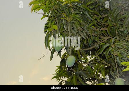 Fresh green mango on tree. Hanging green mangos. Bunch of Mango's. Mangos with tree. raw mango hanging on tree with leaf background in summer fruit Stock Photo