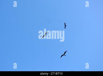 Seagulls in the sky on Ilha Grande in the state of Rio de Janeiro. Stock Photo