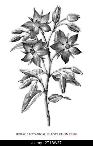 Borage botanical vintage illustration black and white clip art Stock Vector