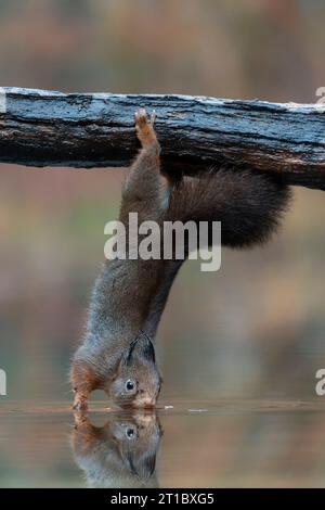 Eurasian red squirrel (Sciurus vulgaris) is hanging upside down to collect food in the forest.A red squirrel hangs from a branch over a pond., Stock Photo