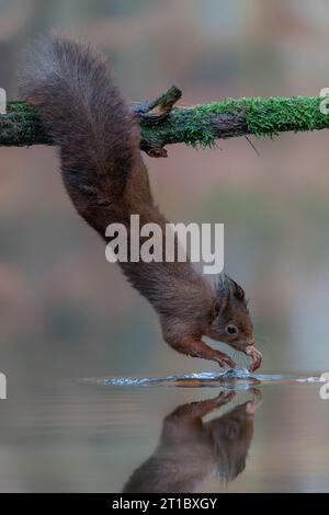 Eurasian red squirrel (Sciurus vulgaris) is hanging upside down to collect food in the forest.A red squirrel hangs from a branch over a pond., Stock Photo