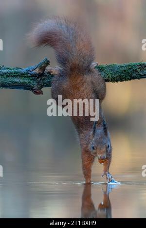 Eurasian red squirrel (Sciurus vulgaris) is hanging upside down to collect food in the forest.A red squirrel hangs from a branch over a pond., Stock Photo