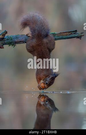 Eurasian red squirrel (Sciurus vulgaris) is hanging upside down to collect food in the forest.A red squirrel hangs from a branch over a pond., Stock Photo